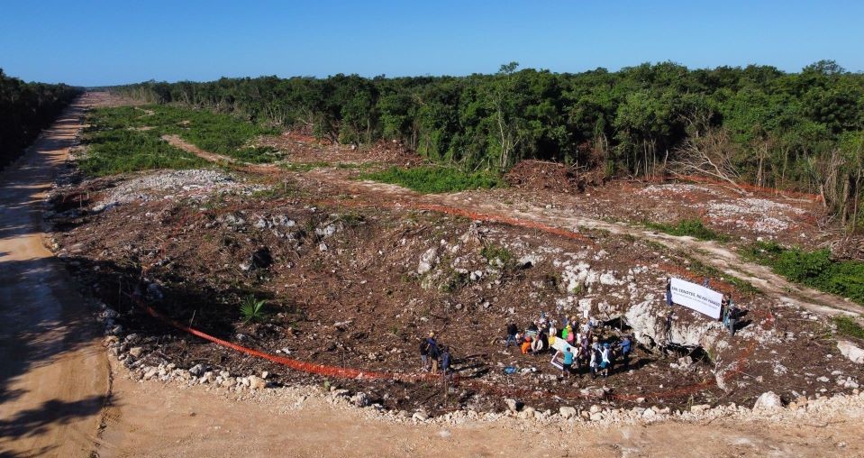 3.4 millones de árboles han sido talados o removidos por las obras del ...